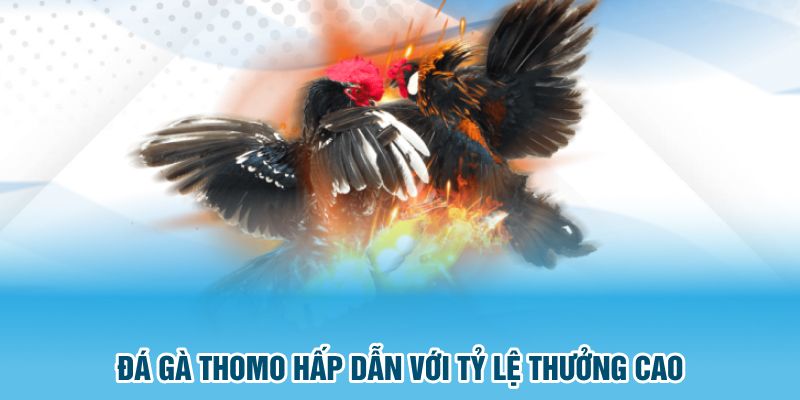 Đá gà thomo hấp dẫn với tỷ lệ thưởng cao