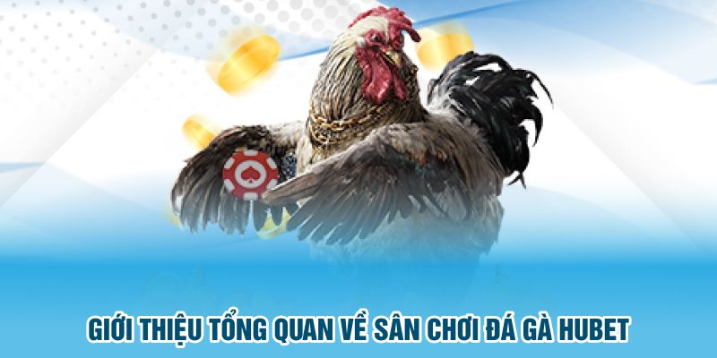 Giới thiệu tổng quan về sân chơi đá gà Hubet